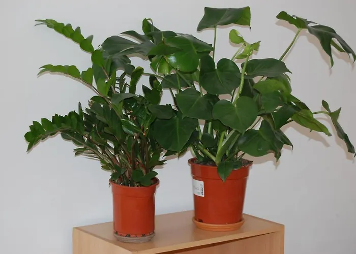 홈스테이 U Romana